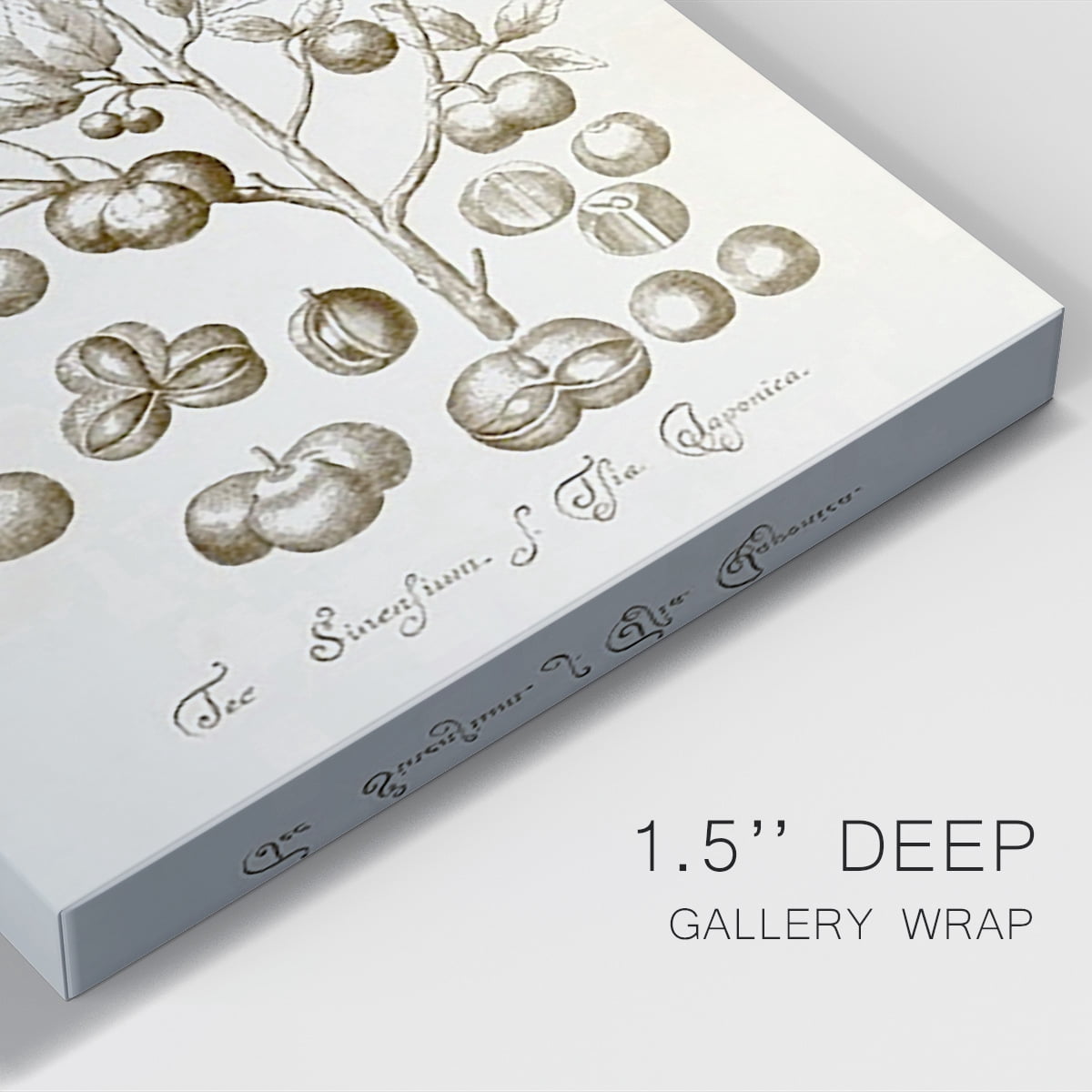 Sepia Botanical Journal II Premium Gallery Wrapped Canvas - Ready to Hang