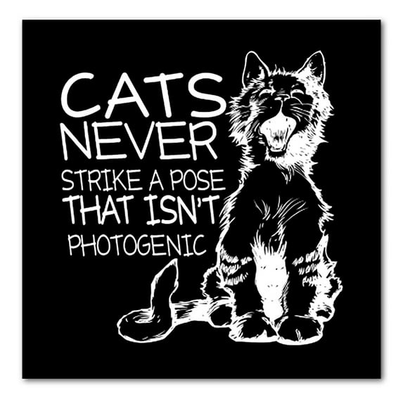 DistinctInk Custom Bumper Sticker - 4" x 4" Decorative Decal - Black Background - Cats Never Strike a Pose not Photogenic