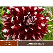 40+ Seeds| X-Factor Dahlia Perennial Seeds - Buy 3 Get 1 Free#D088