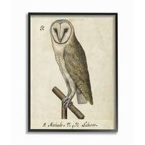 Stupell Home Décor Industries Owl Drawing Vintage Paper Animal Bird Design Framed Wall Art by Unknown