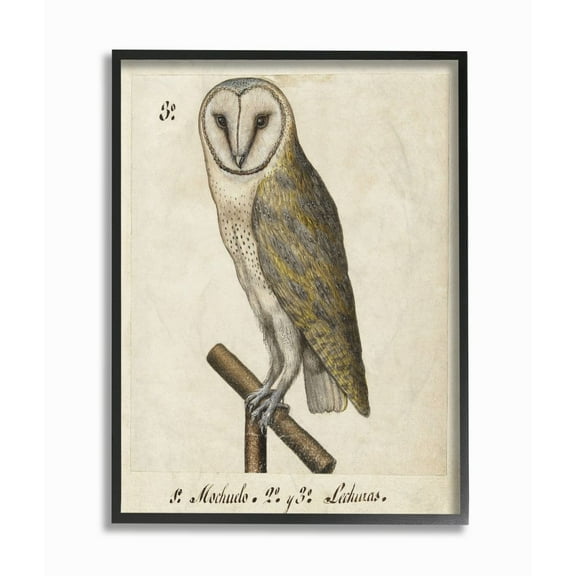 Stupell Home Décor Industries Owl Drawing Vintage Paper Animal Bird Design Framed Wall Art by Unknown