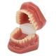 thumbnail image 1 of Modelo de dientes dentales modelo de boca dental de ortodoncia 28 dientes para estudiantes para hospital Anggrek Otros, 1 of 8