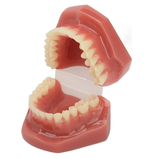 Modelo de dientes dentales modelo de boca dental de ortodoncia 28 dientes para estudiantes para hospital ANGGREK Otros