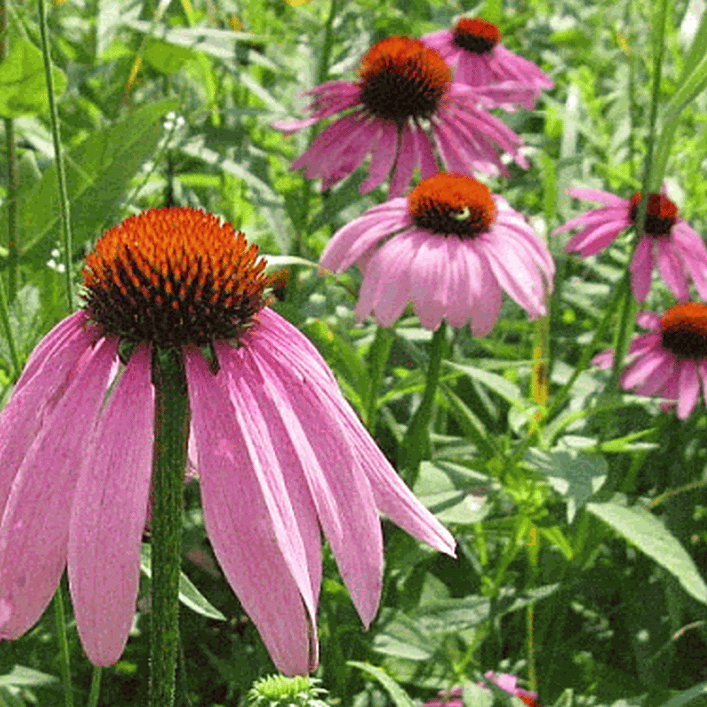 Everwilde Farms 1 Oz Purple Coneflower Native Wildflower Seeds Gold Vault Bulk Seed Packet