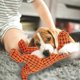 thumbnail image 5 of Indestructible Dog Toy Chew Toy Dog Toy Dino Dog Toy Indestructible Dog Toy Robust Dog Toy Chew Toy Dog Indestructible Dino Stuffed Toy, 5 of 5