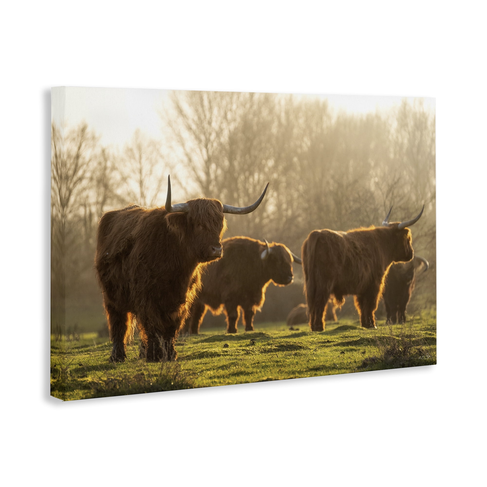 Stupell Industries Longhorns in Foggy Pasture Animals & Insects Photography Gallery Wrapped Canvas Art Print Wall Art, 30 x 20