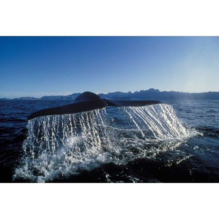 Sea Whales - Blue Whale tail Sea of Cortez Baja California Mexico Poster Print by Mark Jones
