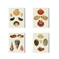 thumbnail image 1 of Great Art Now Knorr Shells A by George Wolfgang Knorr 4 Piece Canvas Art Set Each 12"W x 15"H, 1 of 5