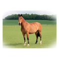 thumbnail image 1 of Kevin Milner Bay Standing Countryside Greetings Card, 1 of 1