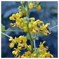 thumbnail image 3 of Everwilde Farms - 50 Maryland Senna Native Wildflower Seeds - Gold Vault Jumbo Bulk Seed Packet, 3 of 4