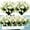 White, variant on Sinhoon 6 Bundles Artificial Fake Flowers Plastic Plants Greenery Shrubs UV Resistant Faux Flowers for Indoor Outdoor Garden Hanging Porch Window Box Farmhouse Wedding Decor (White)