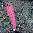 thumbnail image 5 of Presco Marking Whiskers: 1/2 in. x 6 in. (Yellow) [10-pack], 5 of 6