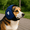 Blue, variant on Generic Dog Calming Earmuffs, Noise Protection for Anxiety Relief, Multiple Sizes & Colors