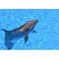 thumbnail image 2 of wall26 - a Lovely Dolphin in The Water - Removable Wall Mural | Self-Adhesive Large Wallpaper - 100x144 inches, 2 of 6