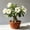 d, variant on Desert Rose-Easy Grow-Low Maintenance-Ideal for Beds Borders,Plant Pots & Planters