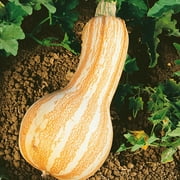 Organic Cushaw Orange Stripe Pumpkin Seeds - 4 g Packet ~32 Seeds - Non-GMO, Certified Organic, Heirloom - Vegetable Garden - Cucurbita mixta