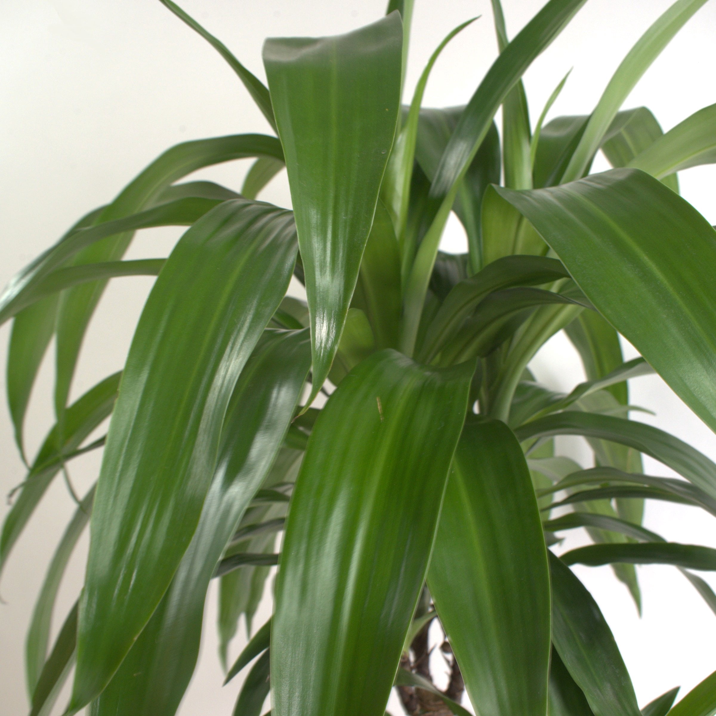 6 in. Dracaena Janet Craig Compacta Plant in Grower Container