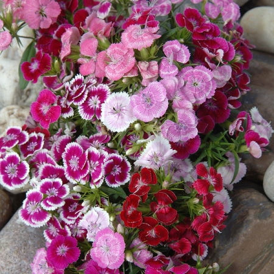Sweet William Seeds - Dwarf Wee Willie Mix - 1/4 Pound - Pink/Red/White Flower  Seeds, Heirloom Seed Attracts Bees, Attracts Butterflies, Attracts  Hummingbirds, Attracts Pollinators 