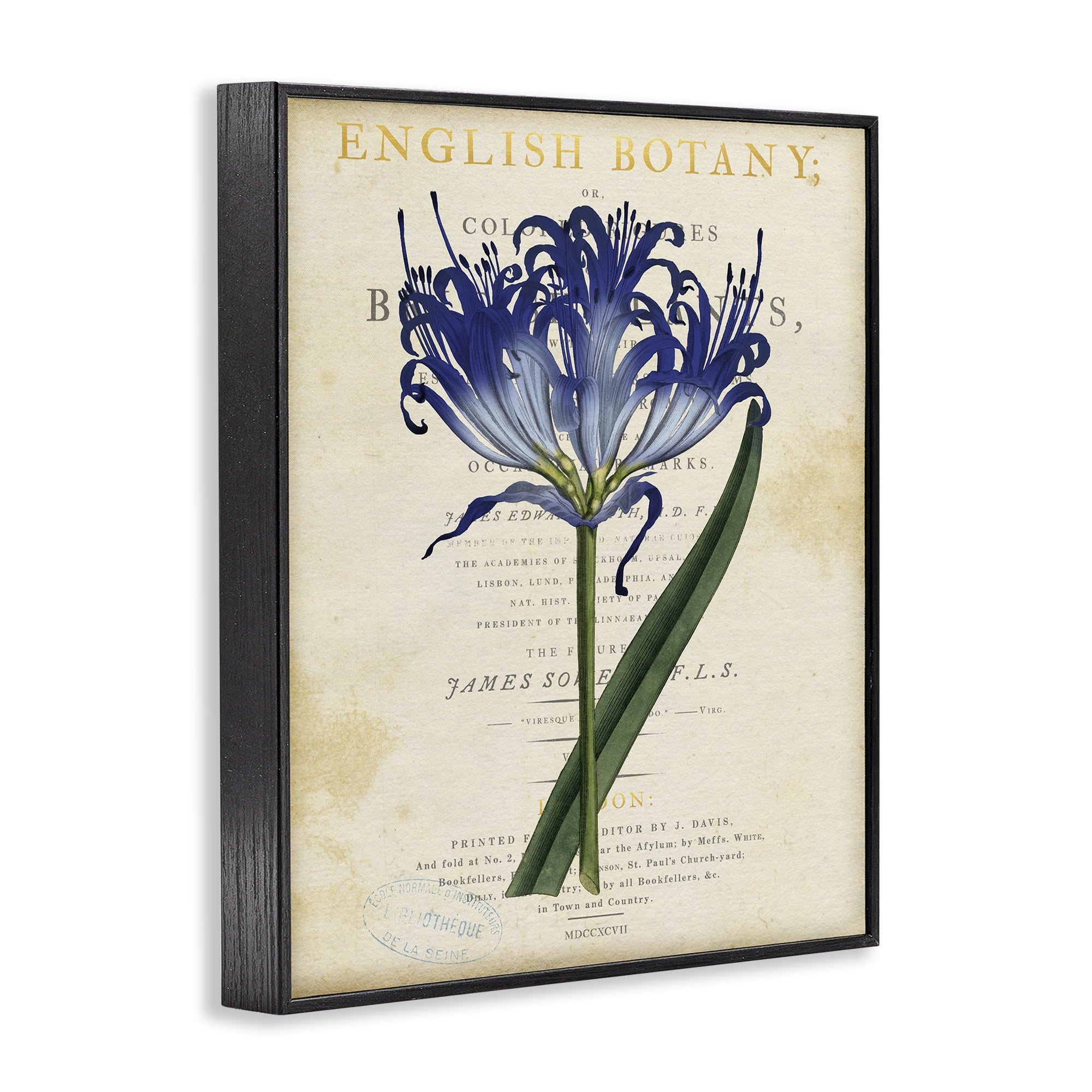 Stupell Industries English Botany Blue Floral Black Framed Giclee Art, design by Susan Arnot