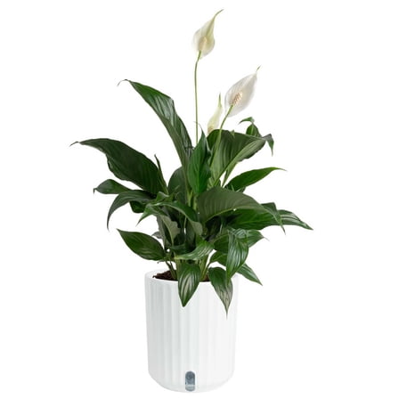 Costa Farms 12" Peace Lily Live Plants in 5" Self-Watering Pot