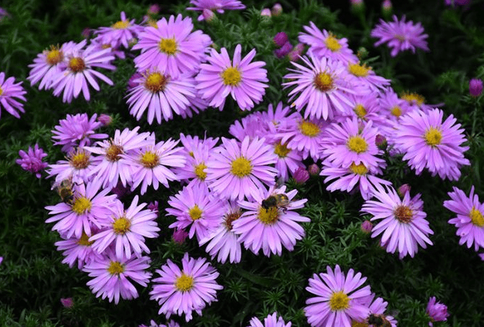 Hardy Aster Woods Pink Plants Live, Asters Perennial Live Plants, 5 to 7 Inc Tall, Flower Plant for Gardening Indoor