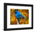 thumbnail image 1 of Male Indigo Bunting, Animals Framed Art Print Wall Art by Adam Jones Sold by Art.Com, 1 of 5
