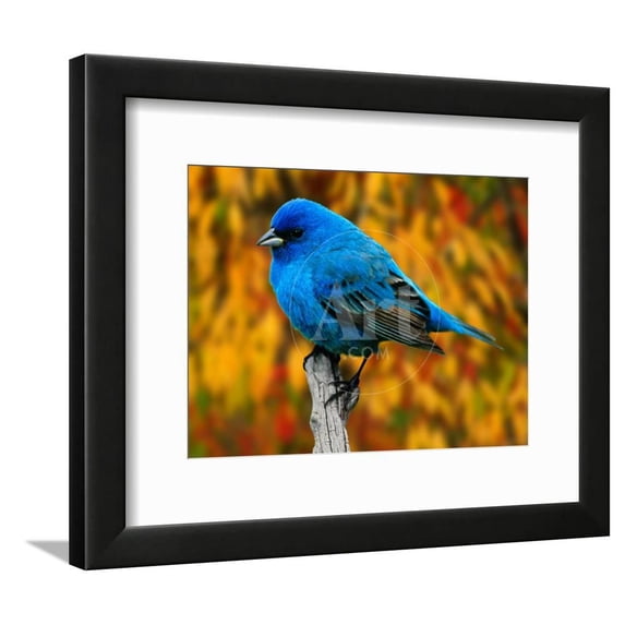 Male Indigo Bunting, Animals Framed Art Print Wall Art by Adam Jones Sold by Art.Com