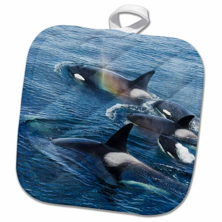 

3dRose USA Alaska Frederick Sound Orca whale - US02 JMC0016 - Joe and Mary Ann McDonald - Pot Holder 8 by 8-inch