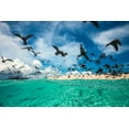 thumbnail image 2 of Gabriel, Barathieu 24x17 White Modern Wood Framed Museum Art Print Titled - Ocean bird, 2 of 4