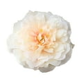 thumbnail image 2 of SPRING PARK 1Pc Silk Peony Artificial Flowers Peony Wedding Bouquet Home Party Decor, 2 of 7