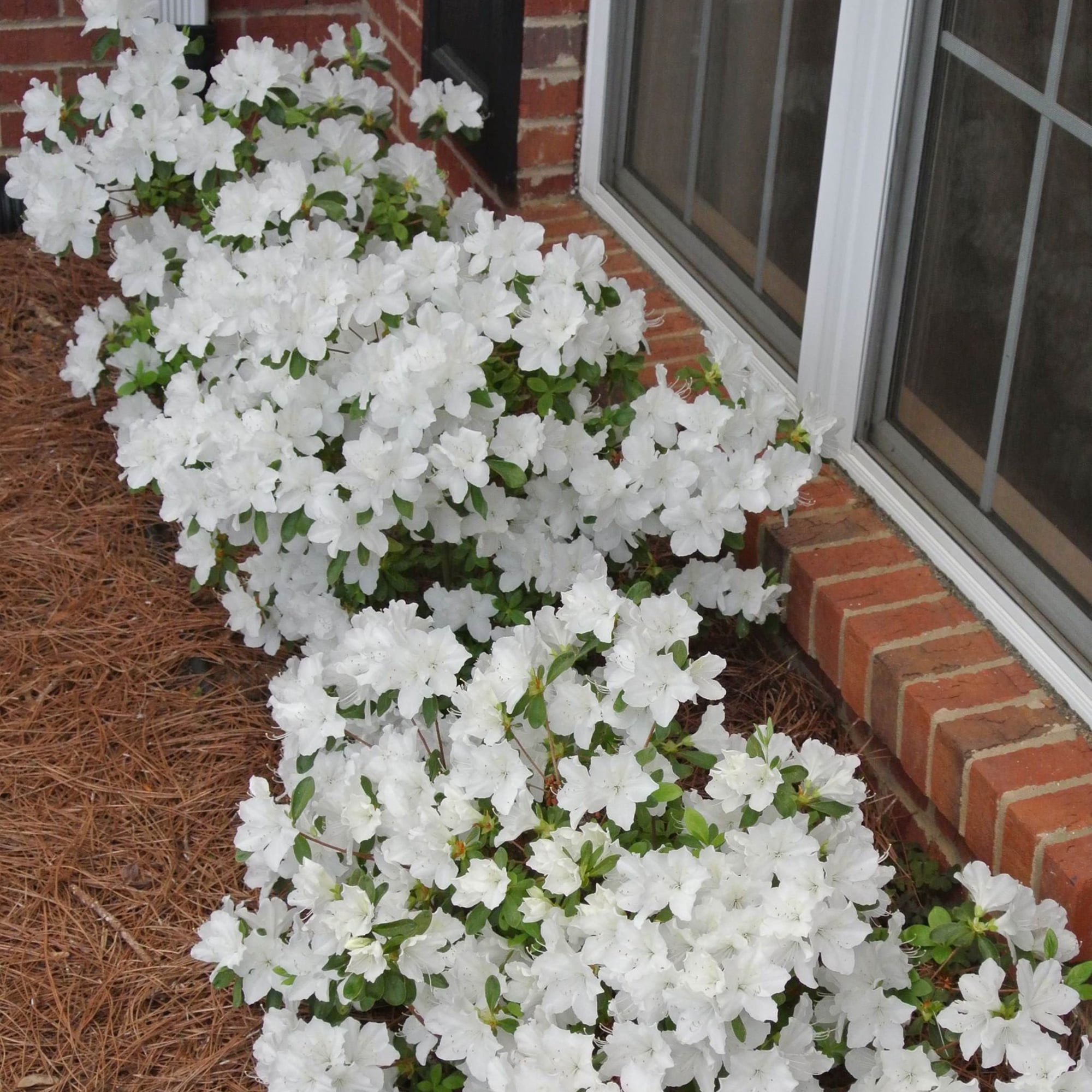 Azalea Delaware Valley Live Shrub