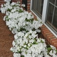 thumbnail image 4 of Azalea Delaware Valley Live Shrub, 4 of 8