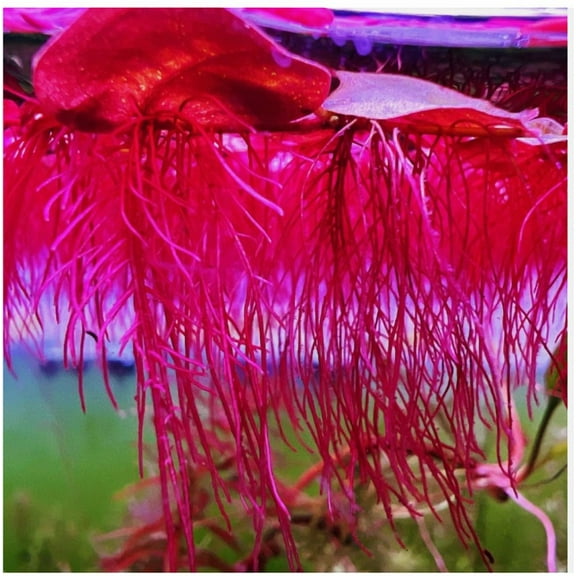 60  Leaf Red Root Floater Live Aquarium Floating Plant – Freshwater Aquatic Plant for Fish Tank & Shrimp Tank