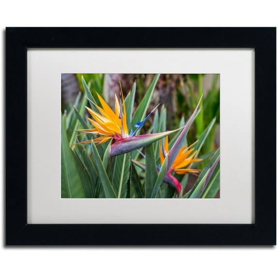 Trademark Fine Art 'Two Birds of Paradise' Canvas Art by Pierre Leclerc, White Matte, Black Frame