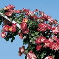 thumbnail image 2 of Fourth of July Dormant Bare Root Climbing Rose, Includes one dormant plant per order, 2 of 4