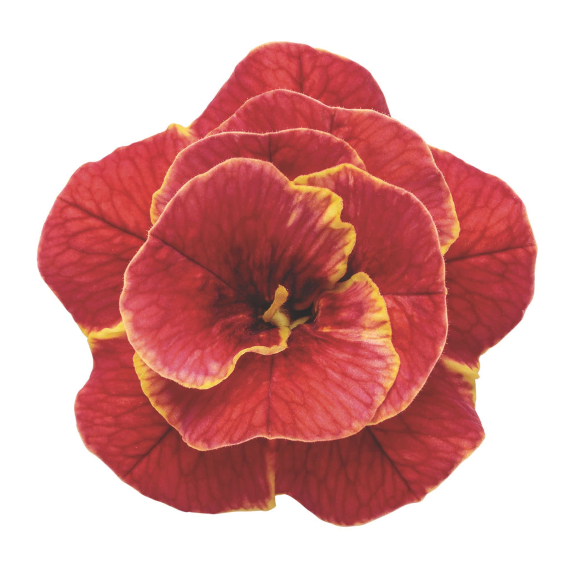 Proven Winners 4" Superbells Double Redstone Calibrachoa Live Plant in 4.25" Pot (4 Count)