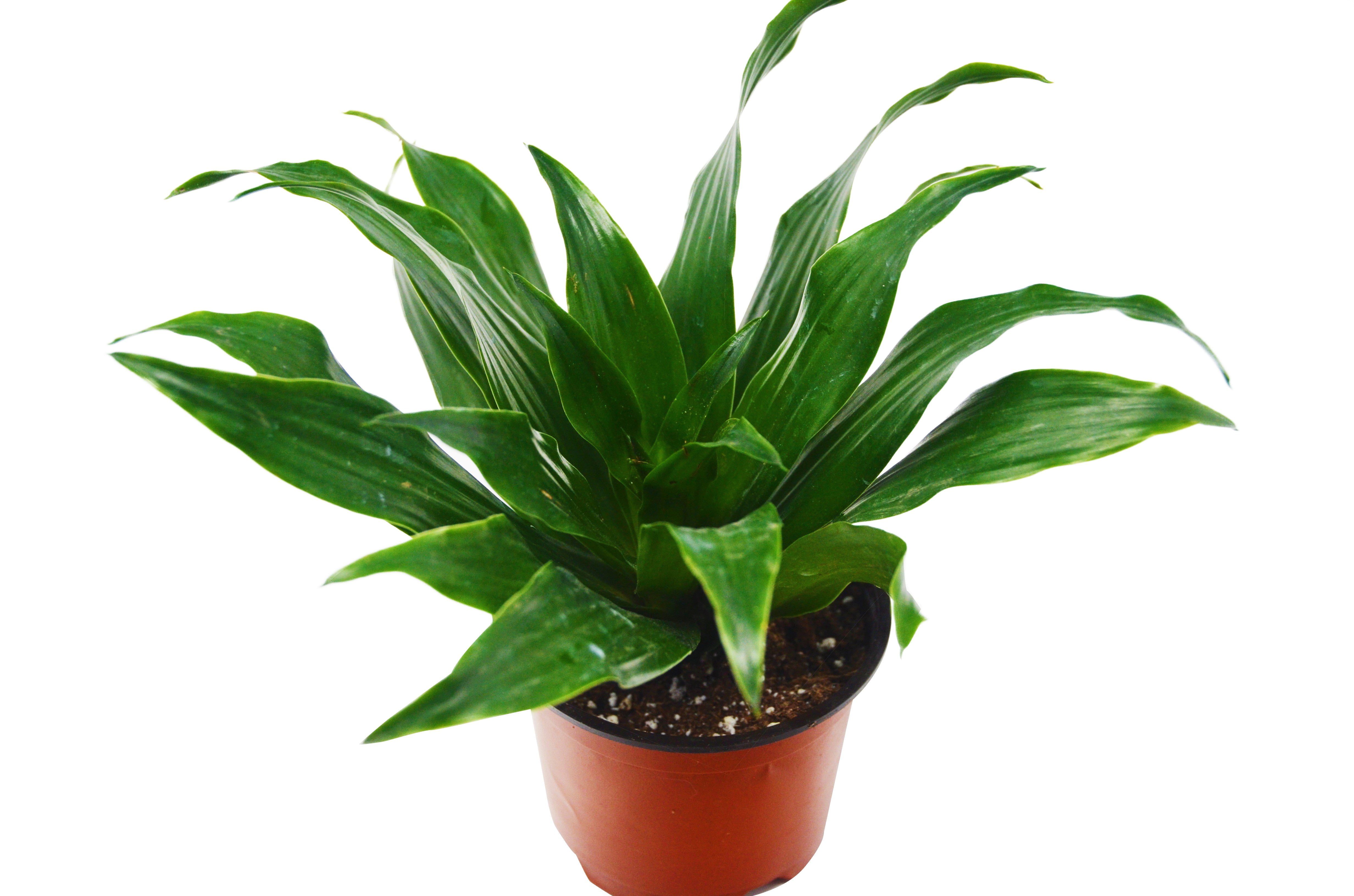 Dracaena Craig ' 6" Pot