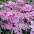thumbnail image 2 of Clematis Comtesse de Bouchard - 3 Live Plants in 4 Inch Growers Pots - Clematis 'Comtesse de Bouchard' - Ready to Be Planted - Beautiful Pink Bloom Flowering Vine, 2 of 5