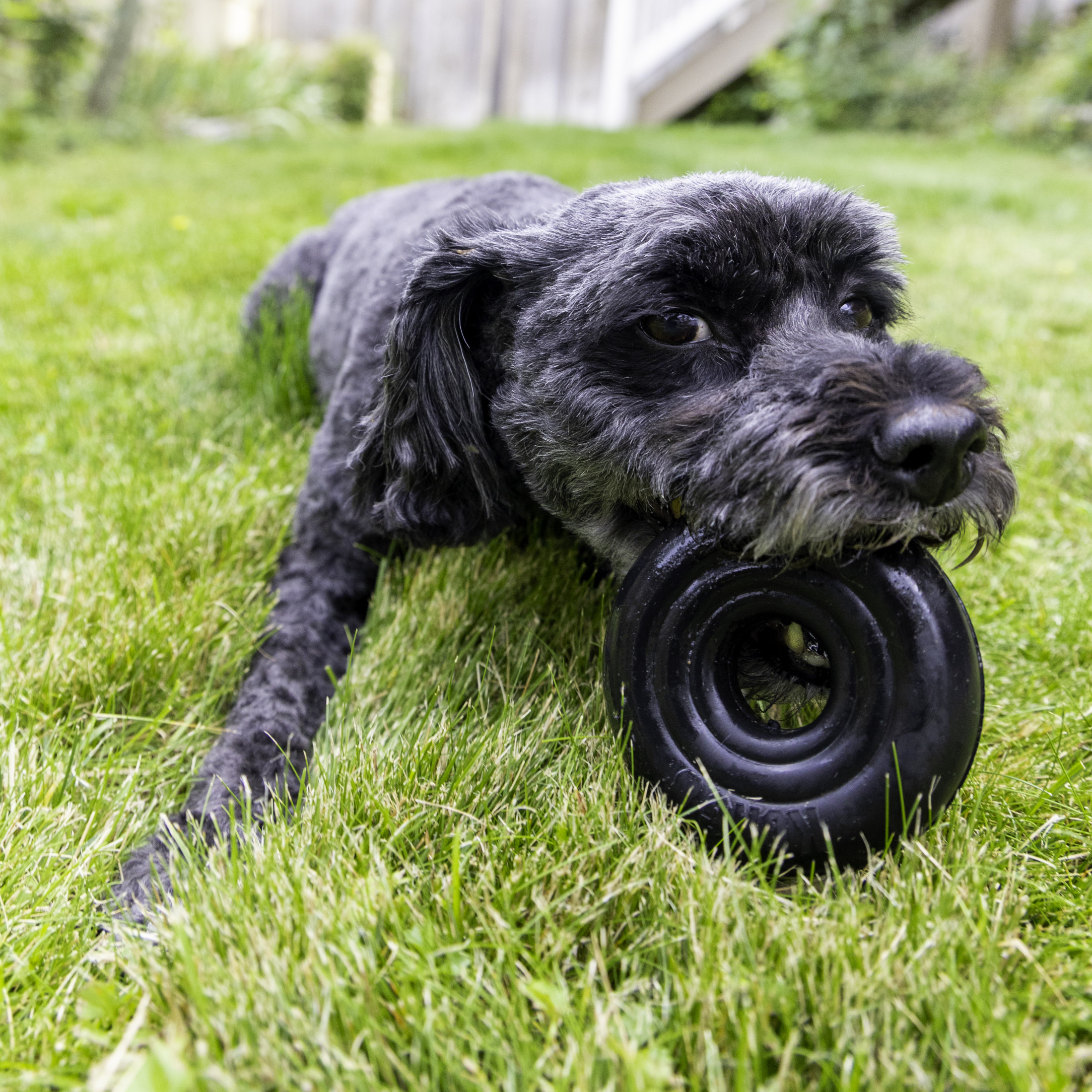 KONG® Extreme Donut Durable Dog Toy, Small/Medium, for Dogs Up to 35 lbs