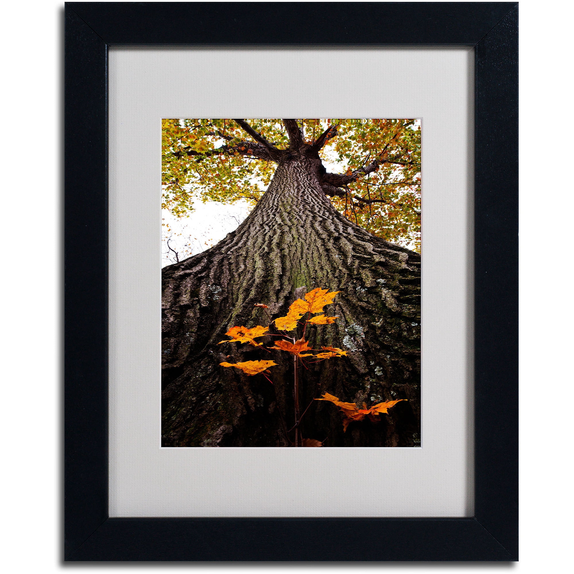 Trademark Fine Art "Mighty Maple and Sapling" by Kurt Shaffer, Black Frame