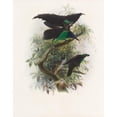 thumbnail image 3 of Daniel Giraud Elliot 20x24 Black Modern Framed Museum Art Print Titled - Lophorina Atra (1873), 3 of 5