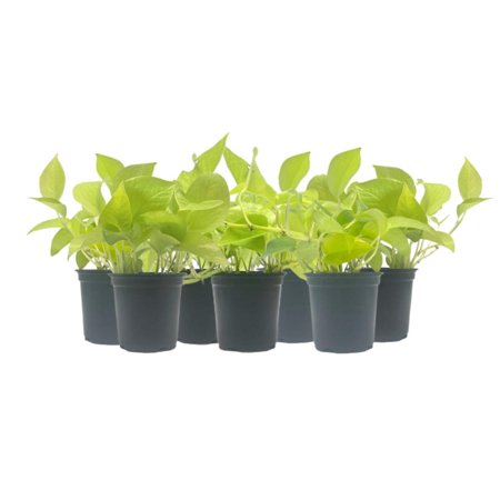 7-PK Live Neon Pothos, Epipremnum aureum 'Neon', Air Purifying Indoor Plant, Low Light Houseplant, Easy Care Plant, 4-inch Pot(s)