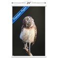 thumbnail image 3 of Curious Burrowing Owlet Wall Poster with Magnetic Frame, 22.375" x 34", 3 of 6