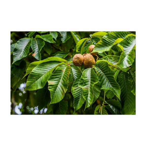 Buckeyes - Gettysburg Pennsylvania Photography Botanical Nature Woodland Garden Unframed Wall Art Print 4 x 6 inches