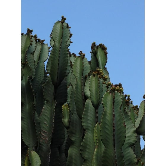 Framed Art For Your Wall Green Nature Cactus Cacti Plant 10x13 Frame Framed Art For Your Wall Green Nature Cactus Cacti Plant 10x13 Frame Com