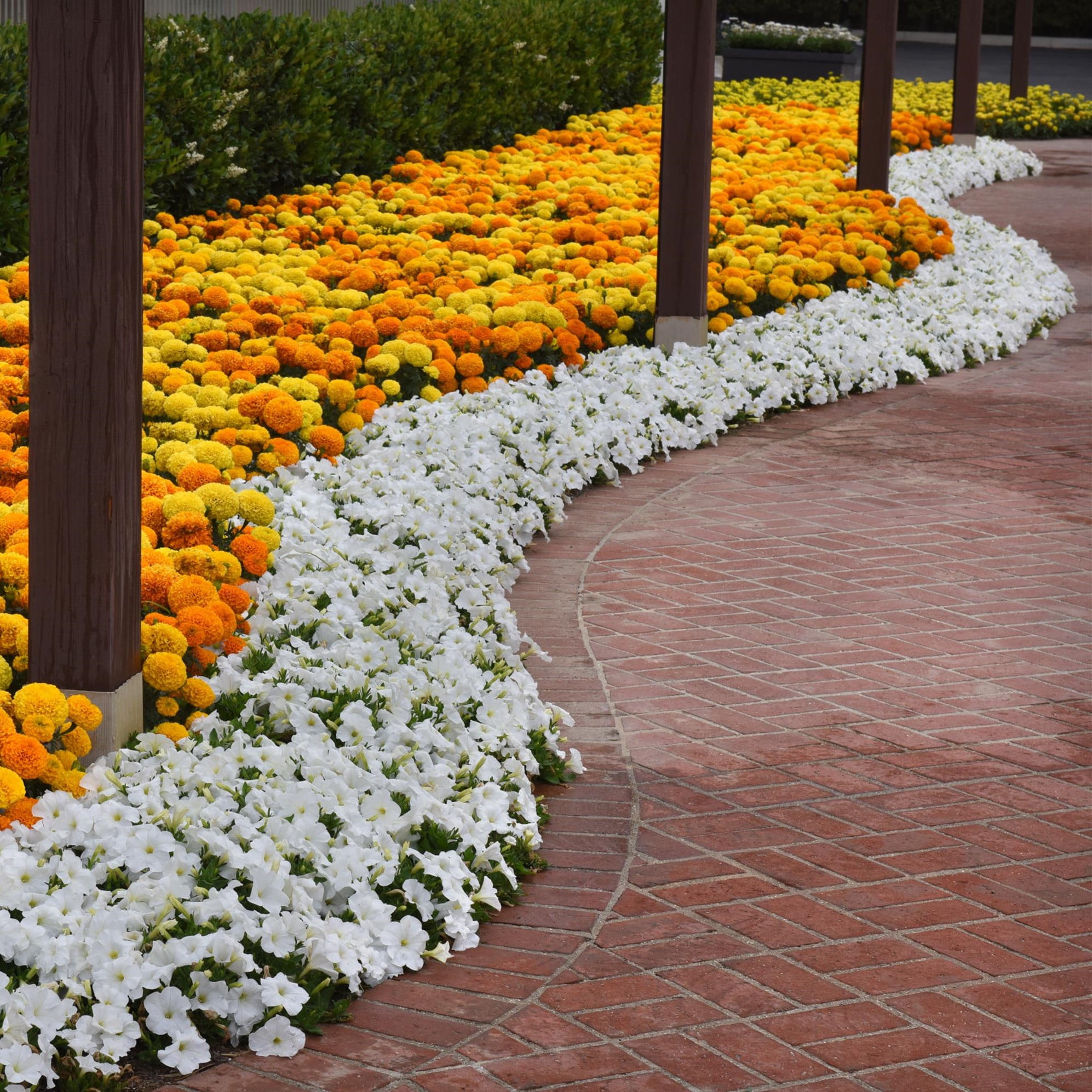 Expert Gardener 4-pack White Petunia Annual Flowers Outdoor Live Plants
