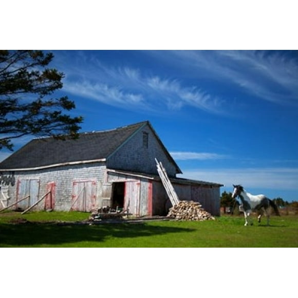 Weathered barn and horse, Guysborough County, Nova Scotia, Canada Poster Print by Kymri Wilt (36 x 24)