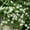 Blutopia, variant on Bacopa Flower Garden Seeds - Utopia Series - Snowtopia - 100 Seeds - Annual Flower Gardening Seeds