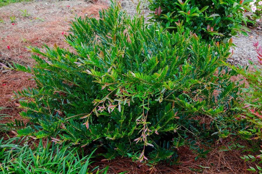 Southern Living Cast in Bronze Distylium Live Shrub in 2-Gallon Grower Pot