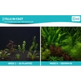 thumbnail image 6 of Canton Aquatics Assorted Live Aquarium Plant Bundle, 6 Plants, 6-12 In, 6 of 10